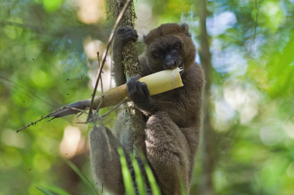 Only an estimated 600 greater bamboo lemurs are left in the wild. Only an estimated 600 greater bamboo lemurs are left in the wild.